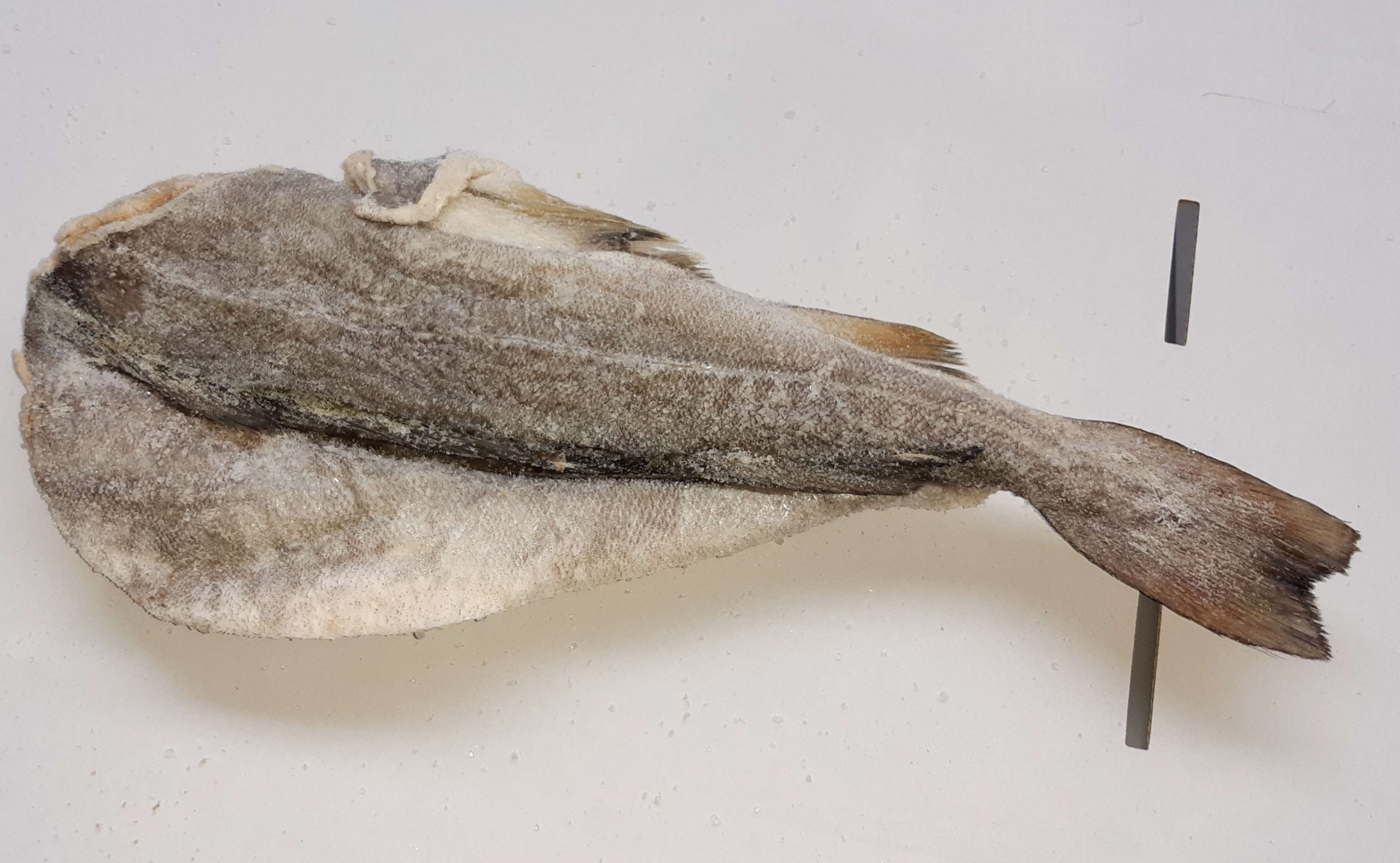 Dry salted codfish with back bone reverse – Northern Fish Codfish